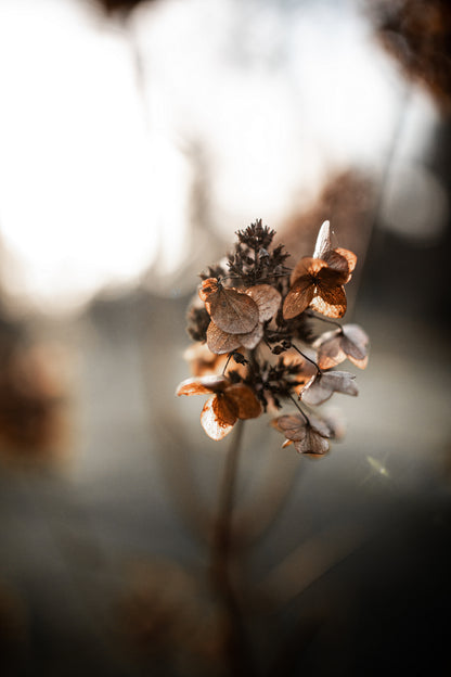 Glass Candle - Flower Meadow